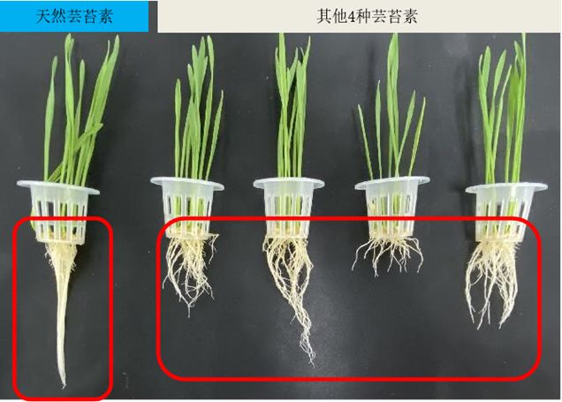 天然芸苔素：苗期、萌芽、膨果为什么都要加天然芸苔素灌根？