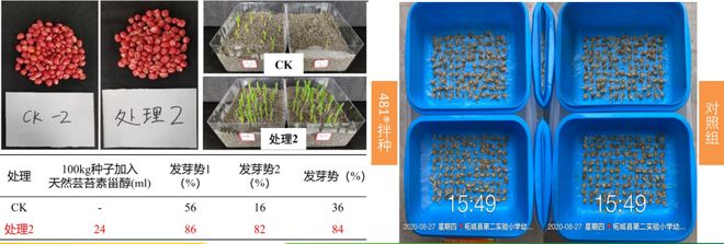 天然芸苔素：小麦拌种为何要加天然芸苔素？苗齐苗壮、提质增产！